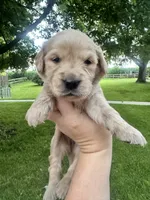 Jasmine, a female Goldendoodle for sale in Minonk, IL – 2 of 2