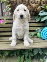 Violet, a female Goldendoodle for sale in Minonk, IL – 1 of 5