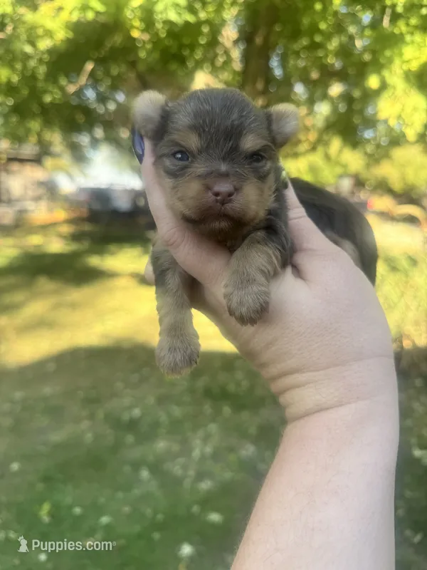 Little Levi – Yorkshire Terrier puppy for sale in Minonk, IL