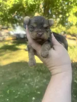 Little Levi, a male Yorkshire Terrier for sale in Minonk, IL – 1 of 6