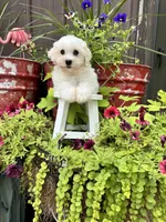 Teddy, a male Havachon for sale in Minonk, IL – 2 of 5