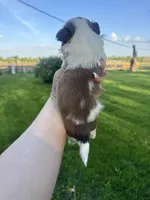 Charlie, a male Mal Shi for sale in Minonk, IL – 3 of 4
