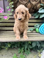 Scarlet , a female Goldendoodle for sale in Minonk, IL – 2 of 6