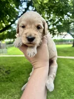 Clyde , a male Goldendoodle for sale in Minonk, IL – 2 of 3