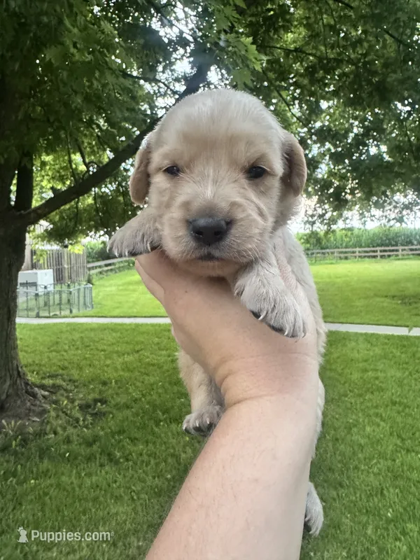 Belle  – Goldendoodle puppy for sale in Minonk, IL