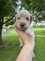 Belle , a female Goldendoodle for sale in Minonk, IL – 1 of 3
