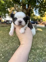 Chewy , a male Shih Tzu for sale in Minonk, IL – 10 of 10
