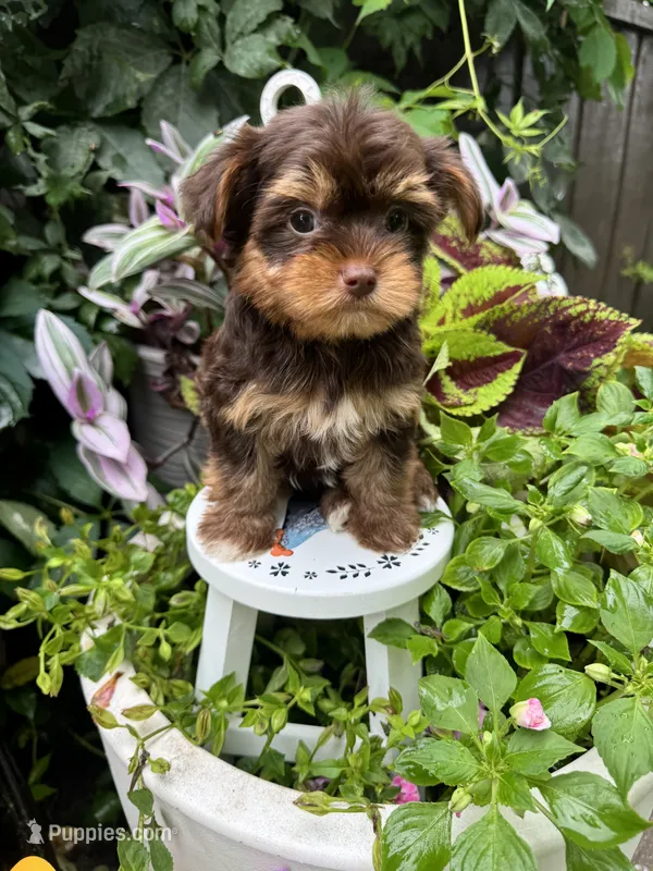 Puddin – Yorkshire Terrier puppy for sale in Minonk, IL