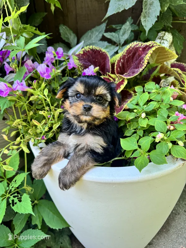Spohie – Yorkshire Terrier puppy for sale in Minonk, IL