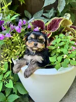 Spohie, a female Yorkshire Terrier for sale in Minonk, IL – 1 of 4