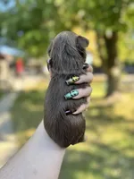 Josie, a female Yorkshire Terrier for sale in Minonk, IL – 3 of 5