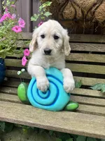 Clair, a female Goldendoodle for sale in Minonk, IL – 3 of 5