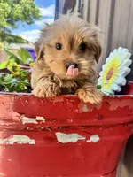 Benny, a male Yorkshire Terrier for sale in Minonk, IL – 5 of 5