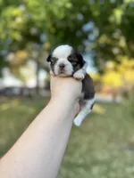 Buster, a male Shih Tzu for sale in Minonk, IL – 2 of 8