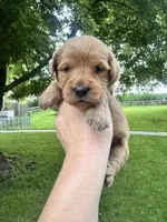 Airel, a female Goldendoodle for sale in Minonk, IL – 3 of 5
