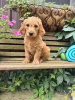 Ben, a male Goldendoodle for sale in Minonk, IL – 4 of 5