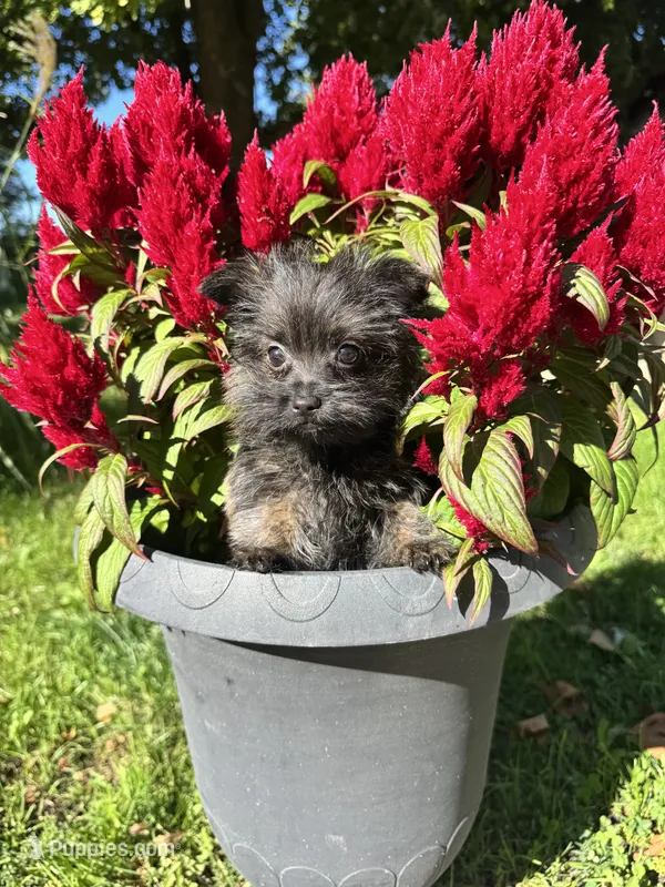 Rocky – Cairn Terrier, Yorkshire Terrier puppy for sale in Minonk, IL