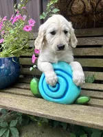 Clair, a female Goldendoodle for sale in Minonk, IL – 2 of 5