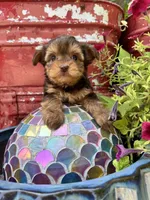 Bella, a female Yorkshire Terrier for sale in Minonk, IL – 3 of 5