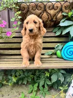 Scarlet , a female Goldendoodle for sale in Minonk, IL – 1 of 6