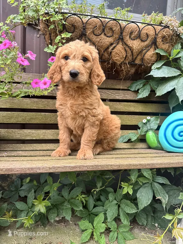 Ben – Goldendoodle puppy for sale in Minonk, IL