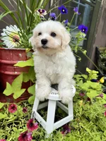 Teddy, a male Havachon for sale in Minonk, IL – 4 of 5