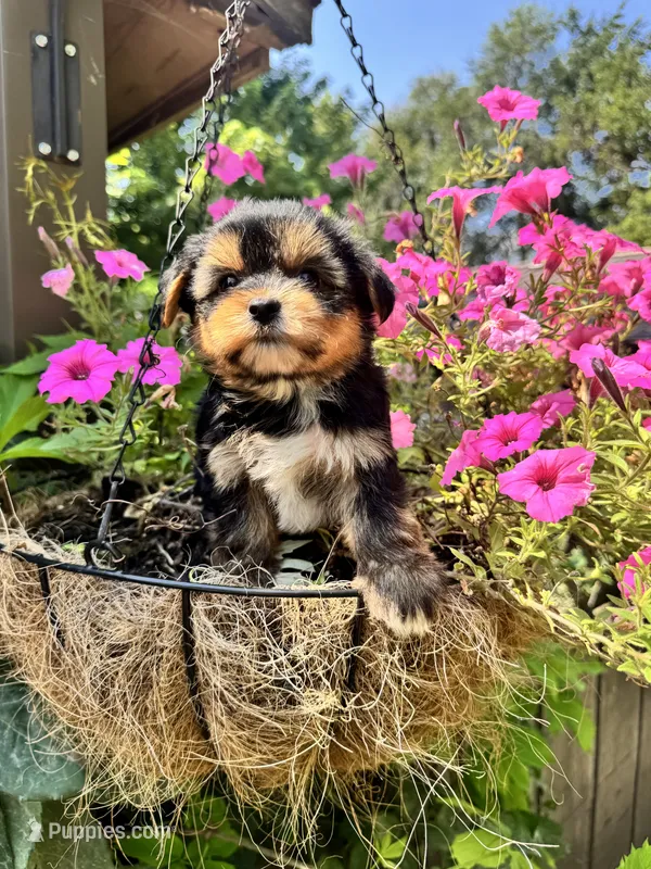 Maggie – Yorkshire Terrier puppy for sale in Minonk, IL