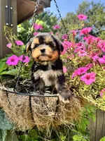 Maggie, a female Yorkshire Terrier for sale in Minonk, IL – 1 of 5