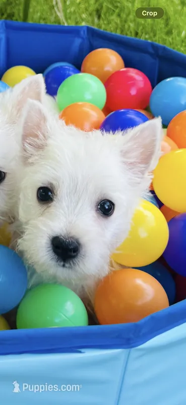 Duncan  – West Highland White Terrier puppy for sale in Minonk, IL