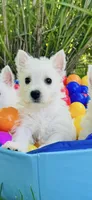 Weston, a male West Highland White Terrier for sale in Minonk, IL – 3 of 5