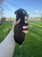 Peanut, a male Mal Shi for sale in Minonk, IL – 2 of 4