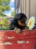 Timmy, a male Yorkshire Terrier for sale in Minonk, IL – 3 of 4
