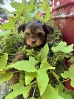 Bella, a female Yorkshire Terrier for sale in Minonk, IL – 2 of 5