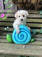 Pete, a male Poochon for sale in Minonk, IL – 3 of 5