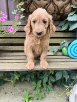 Scarlet , a female Goldendoodle for sale in Minonk, IL – 4 of 6