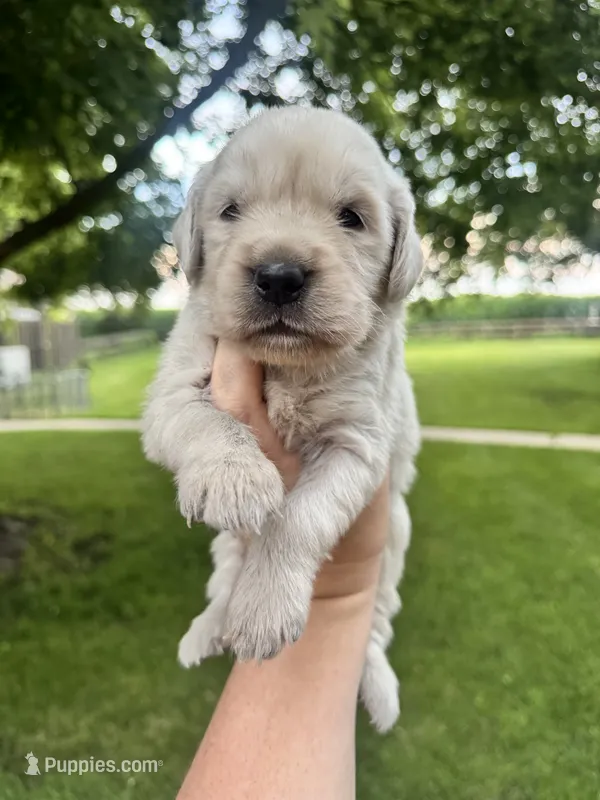 Frank – Goldendoodle puppy for sale in Minonk, IL