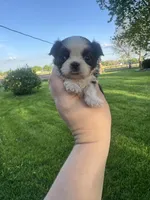Peanut, a male Mal Shi for sale in Minonk, IL – 1 of 4