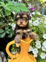Daisy, a female Yorkshire Terrier for sale in Minonk, IL – 3 of 7