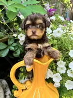 Daisy, a female Yorkshire Terrier for sale in Minonk, IL – 7 of 7