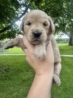 Jasmine, a female Goldendoodle for sale in Minonk, IL – 1 of 2