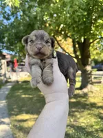 Josie, a female Yorkshire Terrier for sale in Minonk, IL – 4 of 5
