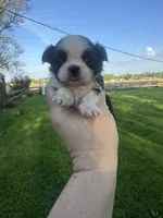 Peanut, a male Mal Shi for sale in Minonk, IL – 3 of 4