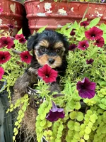 Sammy, a female Yorkshire Terrier for sale in Minonk, IL – 4 of 4