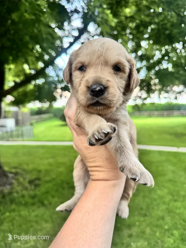 Lovey – Goldendoodle puppy for sale in Minonk, IL