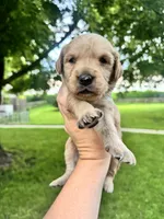 Lovey, a female Goldendoodle for sale in Minonk, IL – 1 of 2
