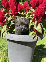 Rocky, a male Cairn Terrier and Yorkshire Terrier for sale in Minonk, IL – 3 of 5