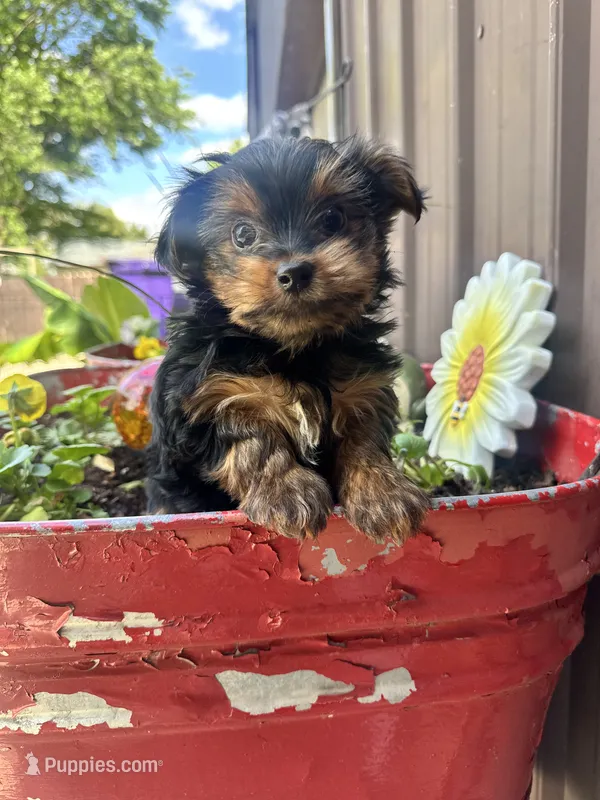 Timmy – Yorkshire Terrier puppy for sale in Minonk, IL
