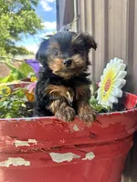 Timmy, a male Yorkshire Terrier for sale in Minonk, IL – 1 of 4