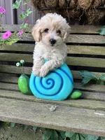 Bruce , a male Poochon for sale in Minonk, IL – 4 of 4