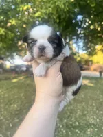 Buster, a male Shih Tzu for sale in Minonk, IL – 8 of 8